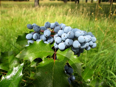 Gewöhnliche Mahonie (Mahonia aquifolium) in Brebach
