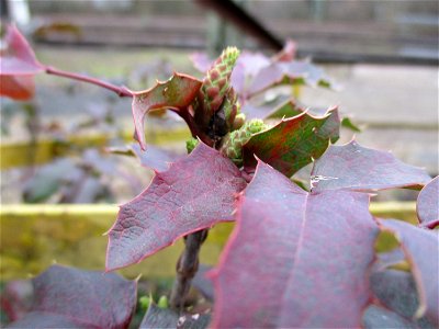 Gewöhnliche Mahonie (Mahonia aquifolium) - ausgewildert auf einer Brachfläche der Haöberger Hütte in Brebach