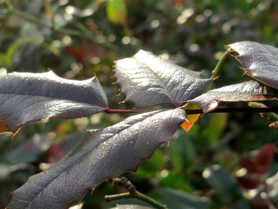 Gewöhnliche Mahonie (Mahonia aquifolium) in Hockenheim