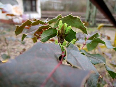 Gewöhnliche Mahonie (Mahonia aquifolium) - ausgewildert auf einer Brachfläche der Haöberger Hütte in Brebach