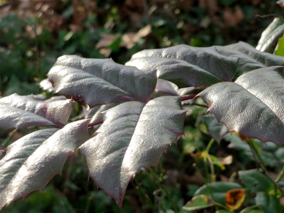 Gewöhnliche Mahonie (Mahonia aquifolium) in Hockenheim