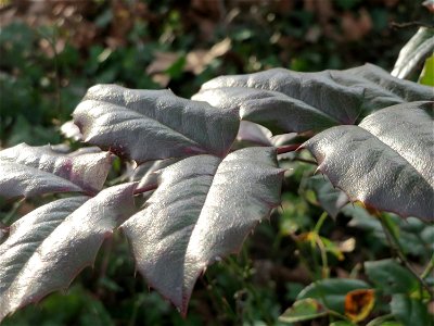 Gewöhnliche Mahonie (Mahonia aquifolium) in Hockenheim