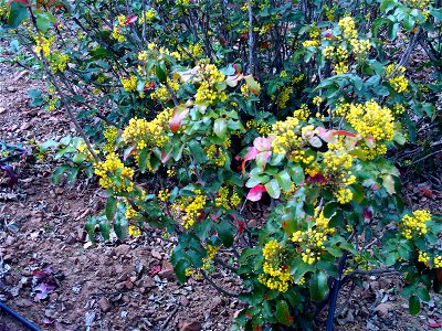 Mahonia aquifolium plant in Dehesa Boyal de Puertollano, Spain