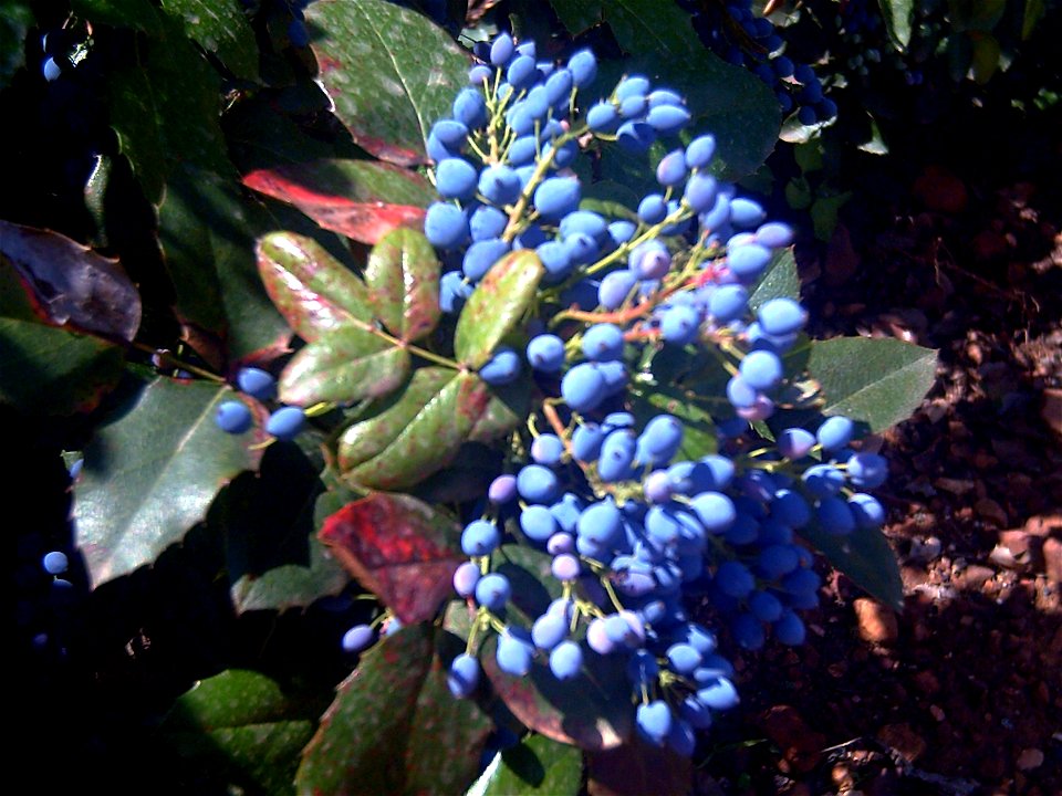Mahonia aquifolium mature fruits in Dehesa Boyal de Puertollano, Spain