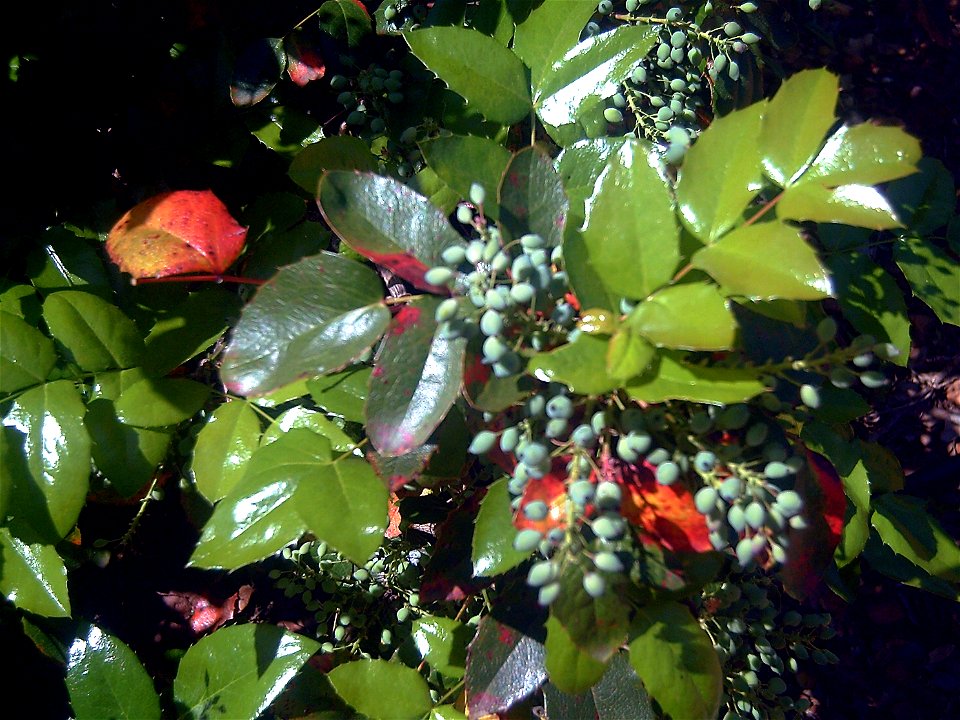 Mahonia aquifolium inmature fruits Dehesa Boyal de Puertollano, Spain