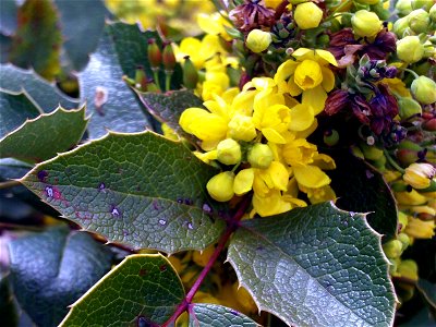 Mahonia aquifolium flowers close up in Dehesa Boyal de Puertollano, Spain
