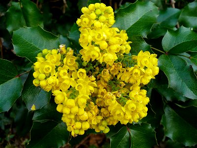 Mahonia aquifolium flowers and leaves (photo taken in Budapest)