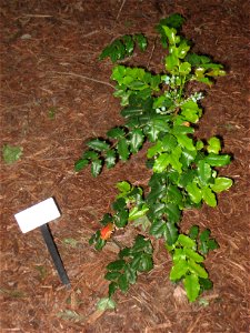 University of California at Davis arboretum, Davis, California, USA - Berberis aquifolium.