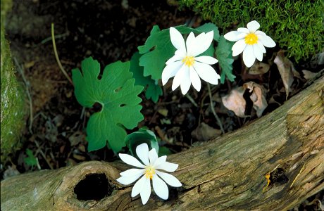Image title: Bloodroot wild flowers Image from Public domain images website, http://www.public-domain-image.com/full-image/flora-plants-public-domain-images-pictures/flowers-public-domain-images-pictu photo