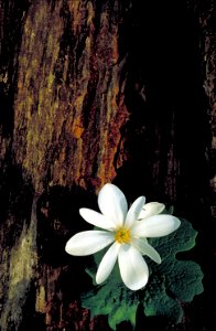 Image title: Bloodroot white flower in wood Image from Public domain images website, http://www.public-domain-image.com/full-image/flora-plants-public-domain-images-pictures/flowers-public-domain-imag photo