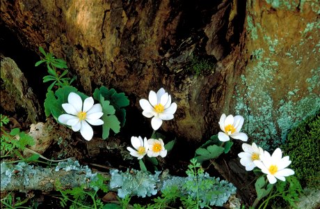 Image title: Bloodroot Image from Public domain images website, http://www.public-domain-image.com/full-image/flora-plants-public-domain-images-pictures/flowers-public-domain-images-pictures/bloodroot photo