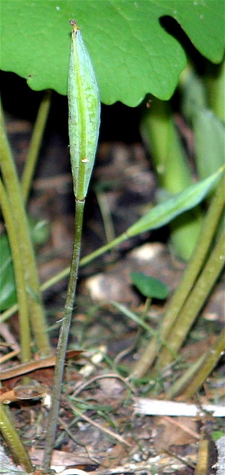 self made, taken in June of 2007 by Paul Henjum.  Plants from Minnesota.