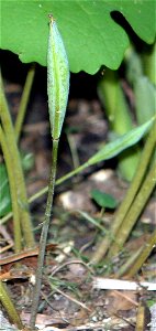 self made, taken in June of 2007 by Paul Henjum.  Plants from Minnesota.