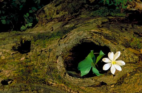 Image title: Single blossom and leaves growing out of knot hole in old log Image from Public domain images website, http://www.public-domain-image.com/full-image/flora-plants-public-domain-images-pict photo