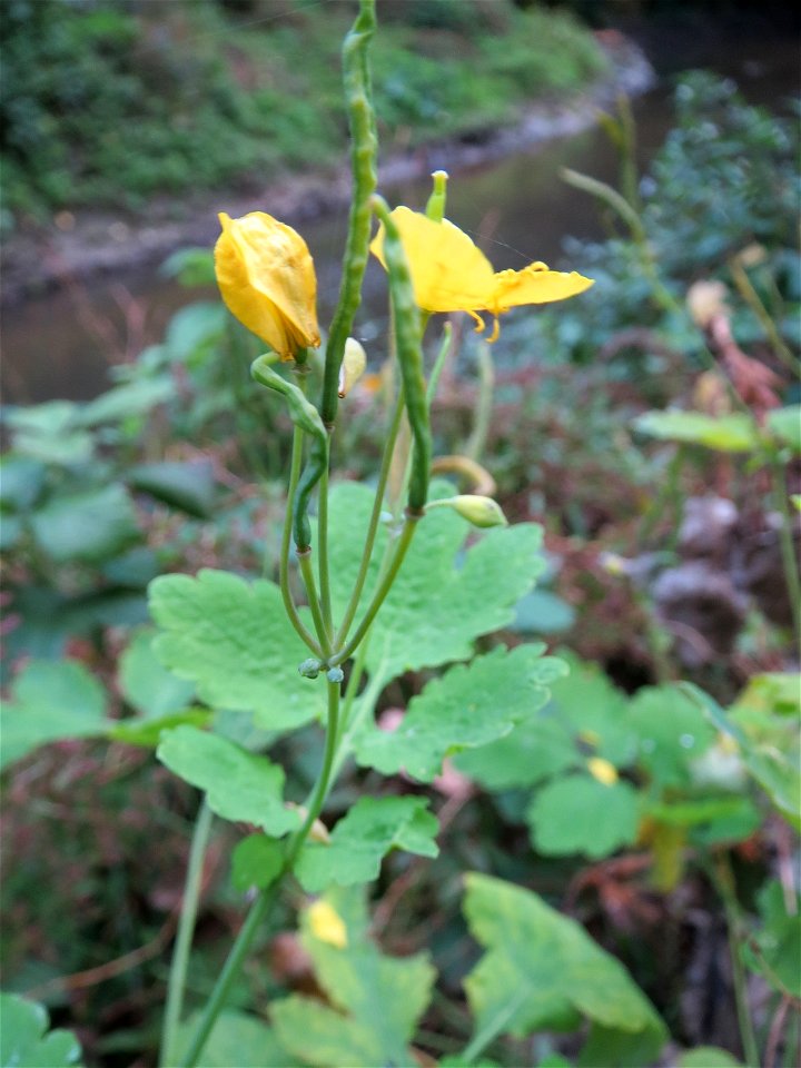 Schöllkraut (Chelidonium majus) in Speyer