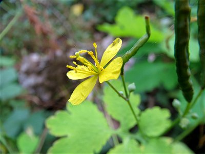 Schöllkraut (Chelidonium majus) in Speyer