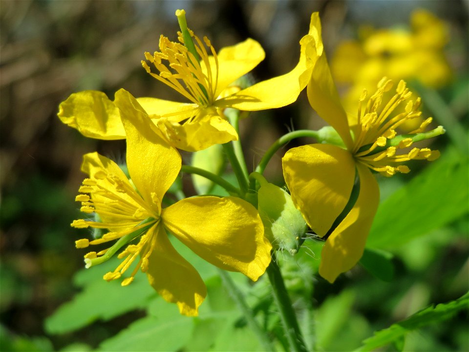 Schöllkraut (Chelidonium majus) im Hockenheimer Rheinbogen