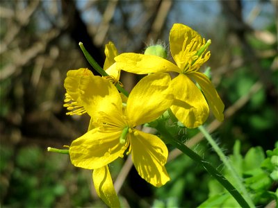 Schöllkraut (Chelidonium majus) im Hockenheimer Rheinbogen
