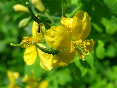 Schöllkraut (Chelidonium majus) im Naturschutzgebiet Wagbachniederung