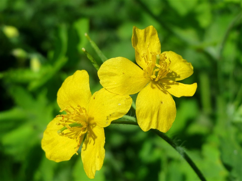 Schöllkraut (Chelidonium majus) im Naturschutzgebiet Wagbachniederung