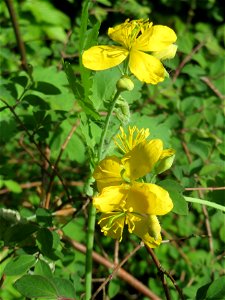 Schöllkraut (Chelidonium majus) in Hockenheim