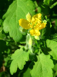 Schöllkraut (Chelidonium majus) im Almet in Sankt Arnual