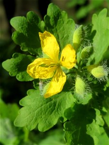 Schöllkraut (Chelidonium majus) im Almet in Sankt Arnual
