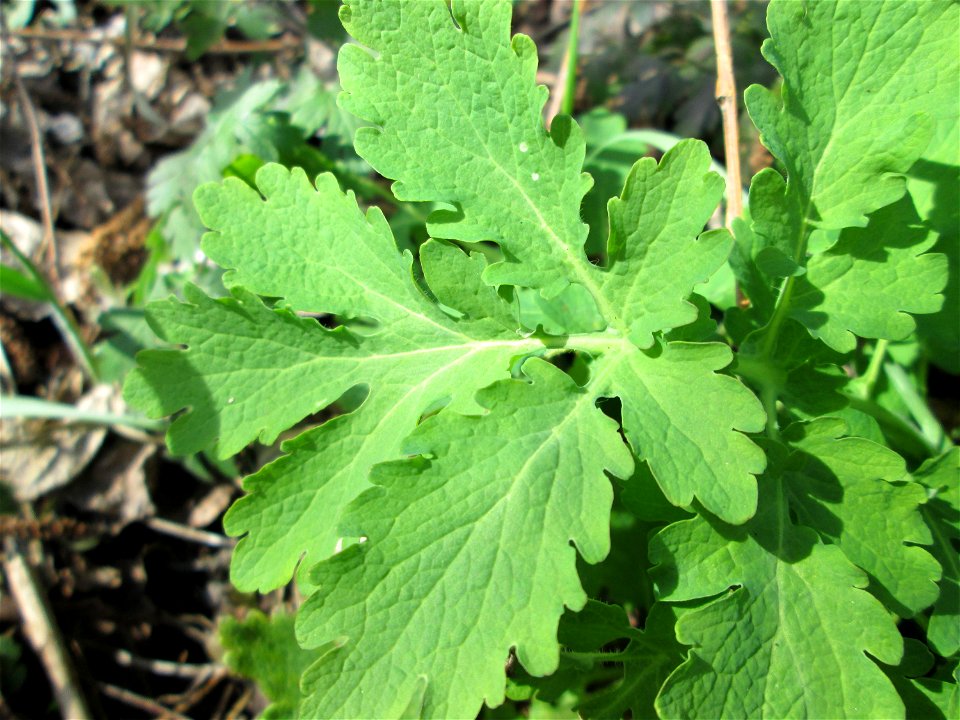 Grundblätter vom Schöllkraut (Chelidonium majus) im Naturschutzgebiet „Alter Kraichbach hinter den Bergen“ im Hockenheimer Rheinbogen