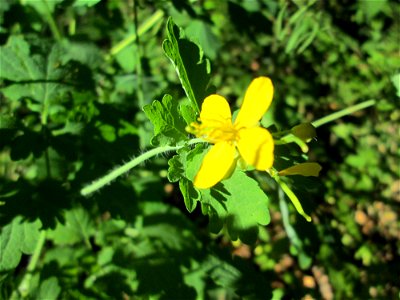 Schöllkraut (Chelidonium majus) in der Schwetzinger Hardt