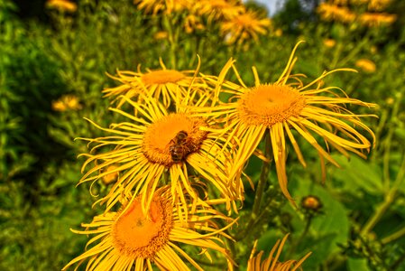Flower bed garden full bloom