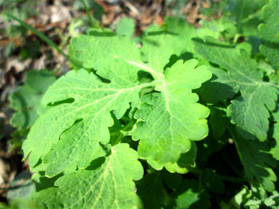 Grundblätter vom Schöllkraut (Chelidonium majus) im Naturschutzgebiet „Alter Kraichbach hinter den Bergen“ im Hockenheimer Rheinbogen