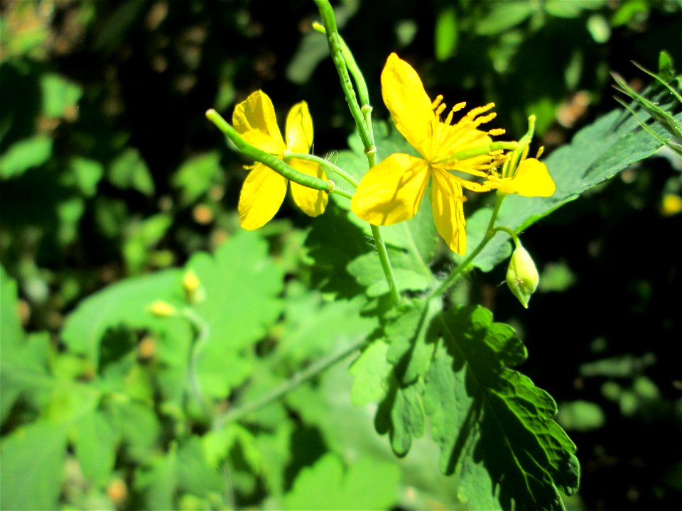 Schöllkraut (Chelidonium majus) in der Schwetzinger Hardt