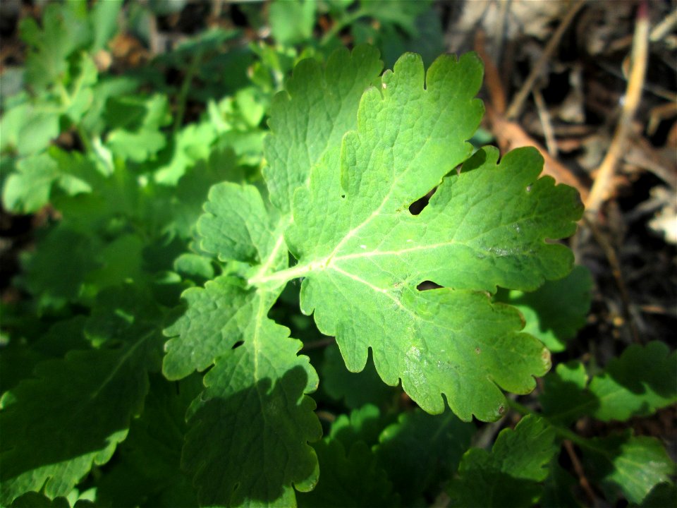Grundblätter vom Schöllkraut (Chelidonium majus) im Naturschutzgebiet „Alter Kraichbach hinter den Bergen“ im Hockenheimer Rheinbogen