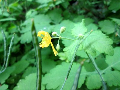 Chelidonium majus am Kaninchenberg (Landschaftsschutzgebiet) in Saarbrücken
