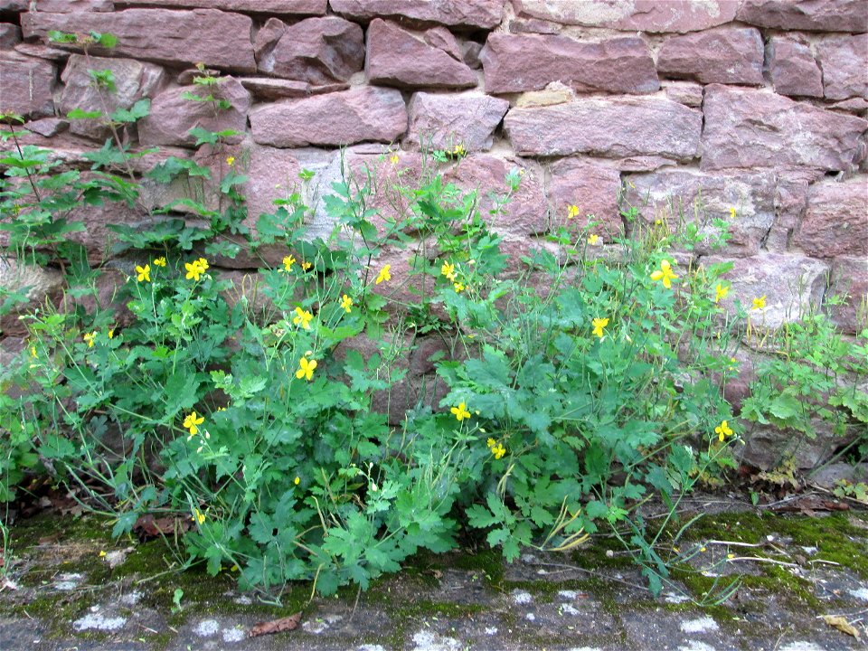 Ritzenbotanik: Schöllkraut (Chelidonium majus) an einer Mauer in Reilingen