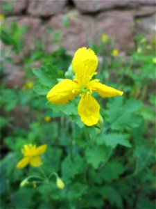 Ritzenbotanik: Schöllkraut (Chelidonium majus) an einer Mauer in Reilingen