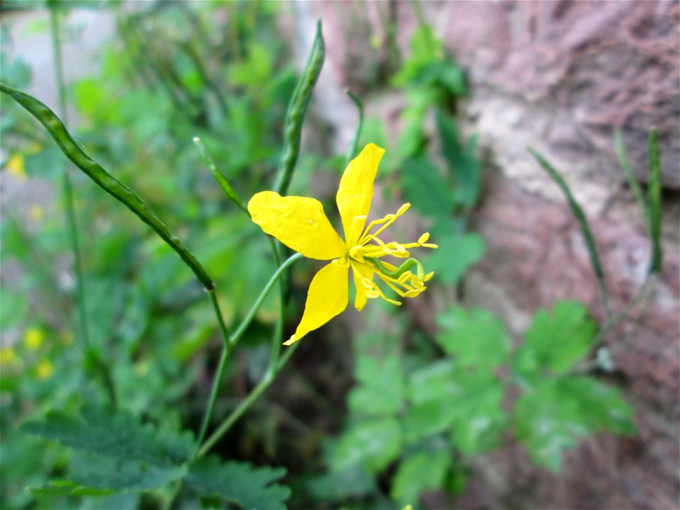 Ritzenbotanik: Schöllkraut (Chelidonium majus) an einer Mauer in Reilingen