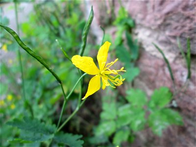 Ritzenbotanik: Schöllkraut (Chelidonium majus) an einer Mauer in Reilingen