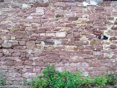 Ritzenbotanik: Schöllkraut (Chelidonium majus) an einer Mauer in Reilingen