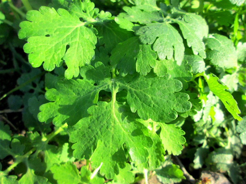 Grundblätter vom Schöllkraut (Chelidonium majus) im Hockenheimer Rheinbogen