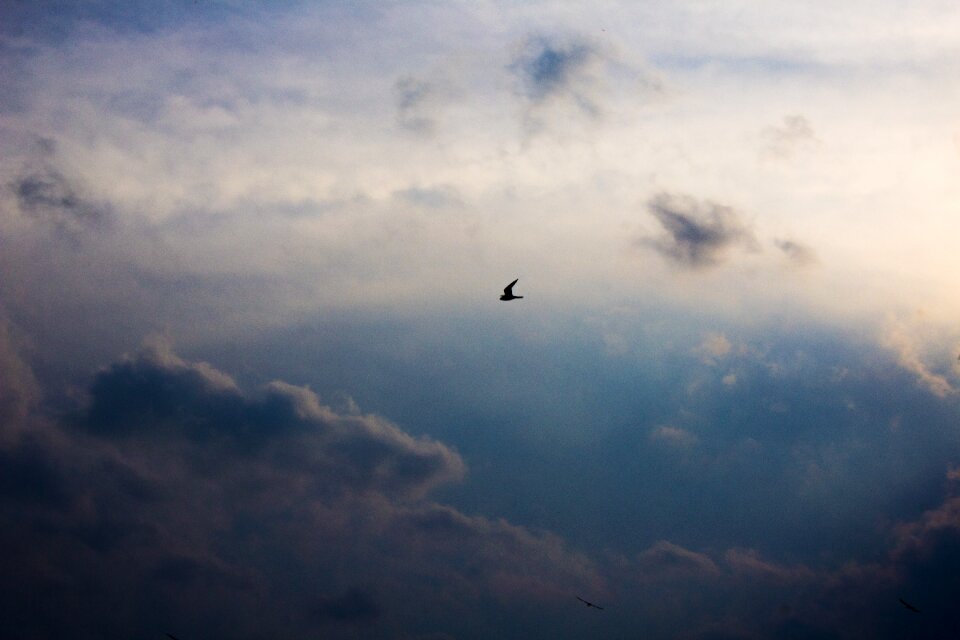 Nature flying feather