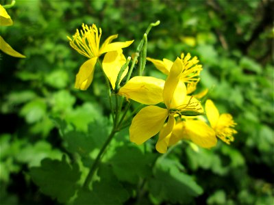 Schöllkraut (Chelidonium majus) im Landschaftsschutzgebiet „Winterberg“ in Sankt Arnual