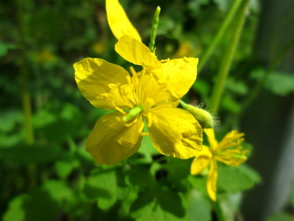 Schöllkraut (Chelidonium majus) im Landschaftsschutzgebiet „Winterberg“ in Sankt Arnual