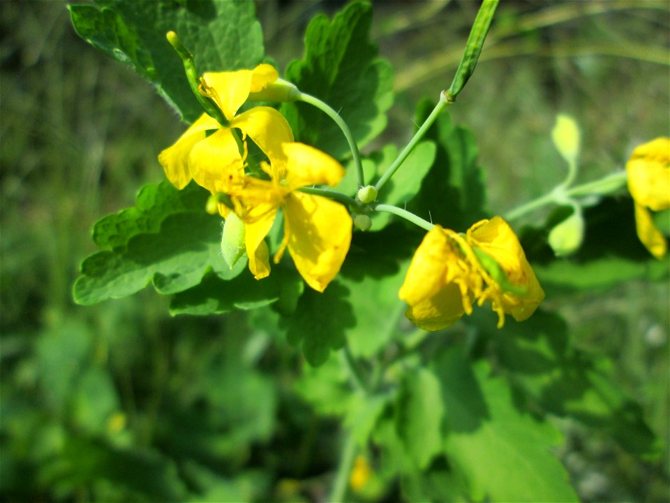 Schöllkraut (Chelidonium majus) am Rotenbühl in Saarbrücken