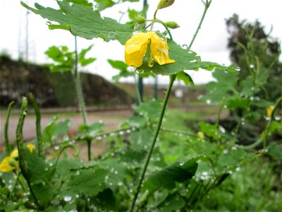 Schöllkraut (Chelidonium majus) am Bahndamm in Saarbrücken