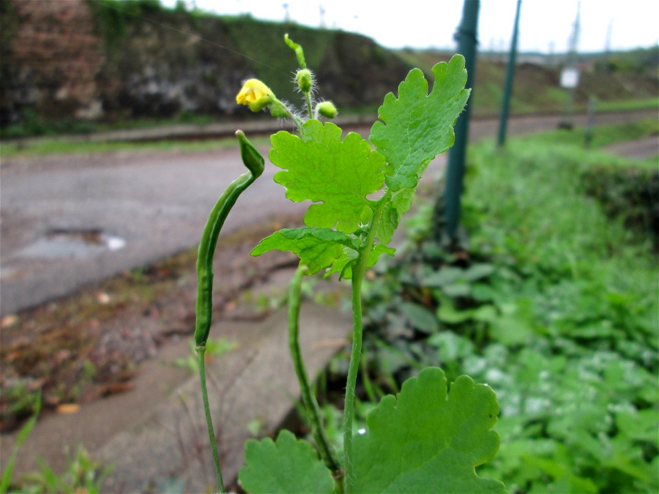 Schöllkraut (Chelidonium majus) am Bahndamm in Saarbrücken