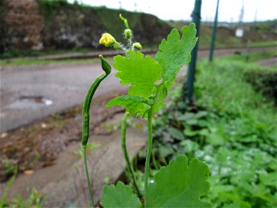 Schöllkraut (Chelidonium majus) am Bahndamm in Saarbrücken