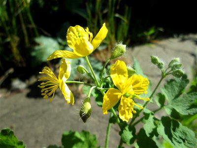 Schöllkraut (Chelidonium majus) am Saarbach in Brebach