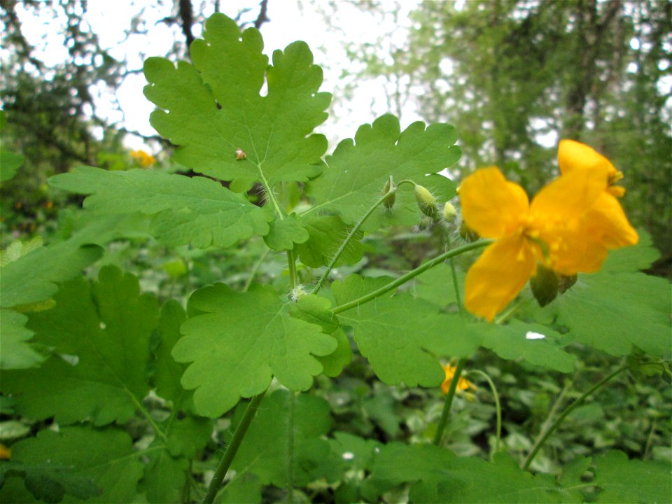 Schöllkraut (Chelidonium majus) im Güdinger Allmet