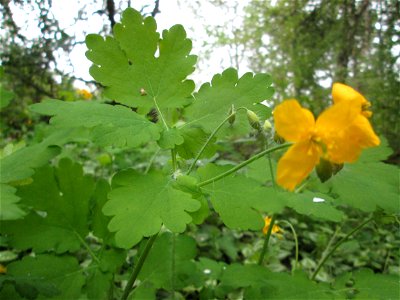 Schöllkraut (Chelidonium majus) im Güdinger Allmet